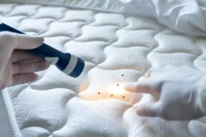 5 alternativas efectivas para eliminar chinches de cama